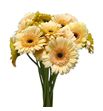Gerb mini harvey´s 50 - GERMHARV
