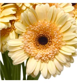 Gerb mini harvey´s 50 - GERMHARV