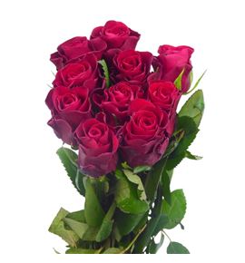 Rosa hol red tacazzi 50 - RGRREDTAC