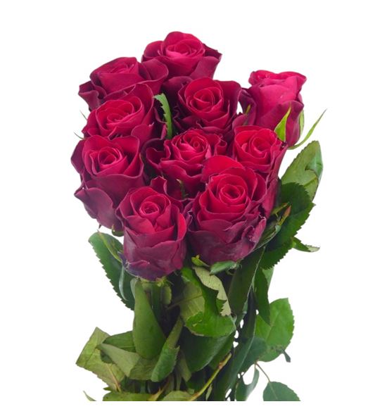 Rosa hol red tacazzi 50 - RGRREDTAC