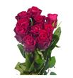 Rosa hol red tacazzi 50 - RGRREDTAC