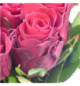 Rosa hol red tacazzi 50 - RGRREDTAC