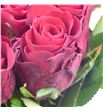 Rosa hol red tacazzi 50 - RGRREDTAC1
