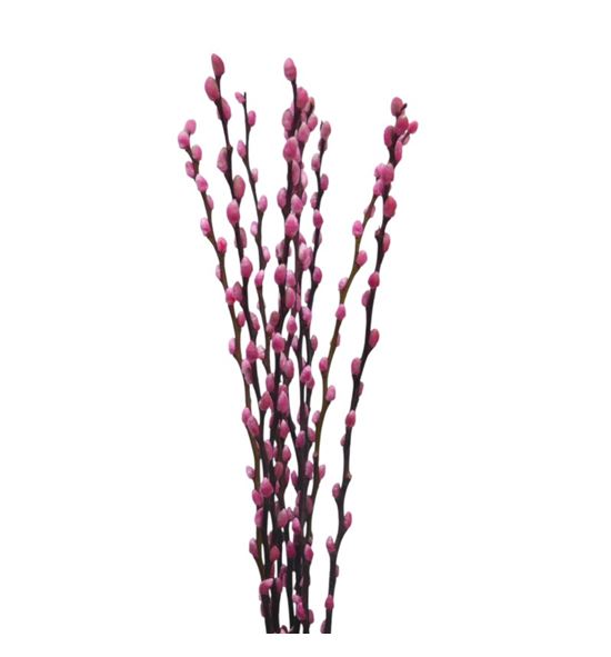 Salix snowflake rosa 70 - SALSNOROS