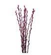 Salix snowflake rosa 70 - SALSNOROS