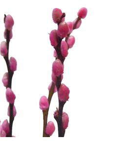 Salix snowflake rosa 70 - SALSNOROS