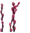 Salix snowflake rosa 70 - SALSNOROS1