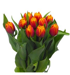 Tulipan atlas 42 - TULATL