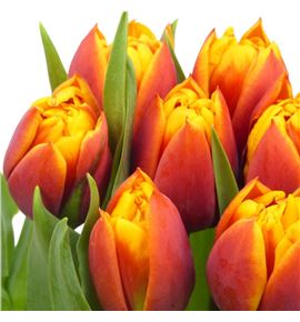 Tulipan atlas 42 - TULATL