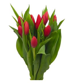 Tulipan inxs 34 - TULINX