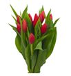 Tulipan inxs 34 - TULINX