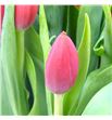 Tulipan inxs 34 - TULINX1