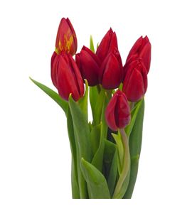 Tulipan kasparov 38 - TULKAS