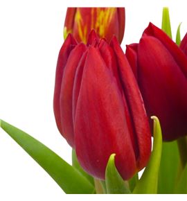 Tulipan kasparov 38 - TULKAS