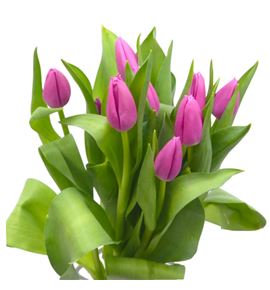 Tulipan sandor 38 - TULSAN