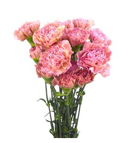 Clavel select honey - CLASLCHON