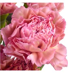 Clavel select honey - CLASLCHON