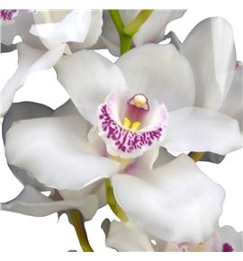 Cymbidium dubai x6 - CYMBDUB