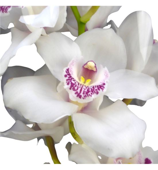 Cymbidium dubai x6 - CYMBDUB