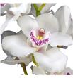 Cymbidium dubai x6 - CYMBDUB