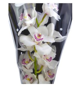 Cymbidium dubai x6 - CYMBDUB