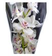 Cymbidium dubai x6 - CYMBDUB1