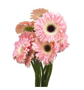 Gerbera diabolo - GERDIA
