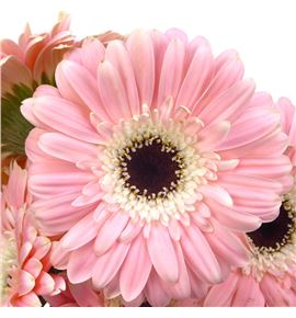Gerbera diabolo - GERDIA