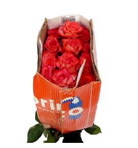 Rosa ecu blush 50 - REBLU