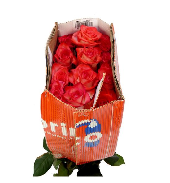 Rosa ecu blush 50 - REBLU