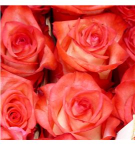Rosa ecu blush 50 - REBLU