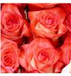 Rosa ecu blush 50 - REBLU1