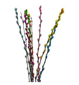 Salix snowflake mixto 70 - SALSNOMIX