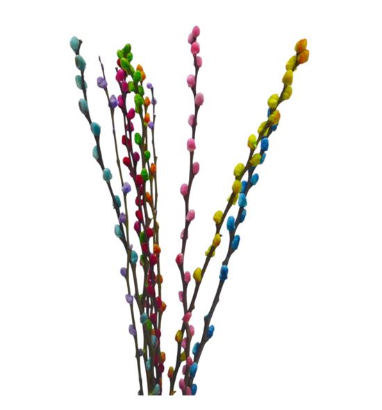 Salix snowflake mixto 70 - SALSNOMIX
