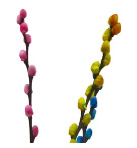 Salix snowflake mixto 70 - SALSNOMIX