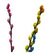 Salix snowflake mixto 70 - SALSNOMIX1