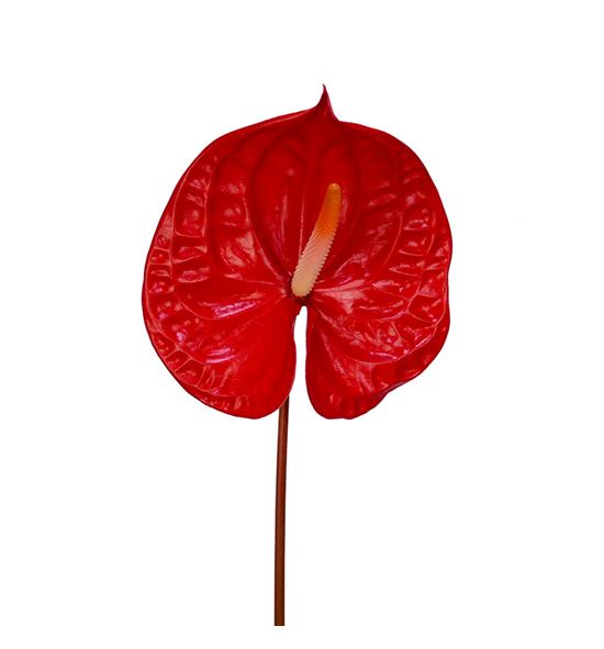 Anth rambla x20 - ANTRAM