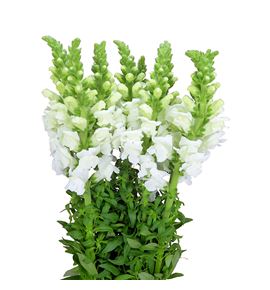 Antirrino opus white 90 - ANTOPUWHI
