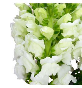 Antirrino opus white 90 - ANTOPUWHI