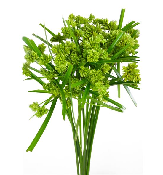 Cyperus glader 110 - CYPGLA