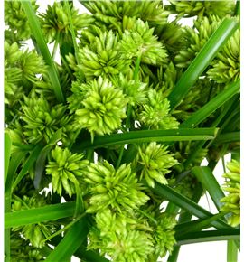 Cyperus glader 110 - CYPGLA