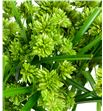 Cyperus glader 110 - CYPGLA1