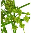 Cyperus glader 110 - CYPGLA2