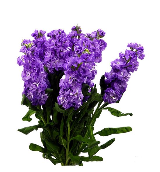 Matthiola iron blue 70 - MATIROBLU