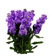 Matthiola iron blue 70 - MATIROBLU