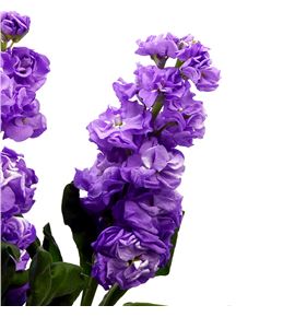 Matthiola iron blue 70 - MATIROBLU