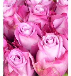 Rosa hol. maritim 40 - RGRMARI