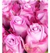 Rosa hol. maritim 40 - RGRMARI1