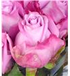 Rosa hol. maritim 40 - RGRMARI2