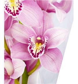 Cymbidium candy king jane x6 - CYMBCAN1